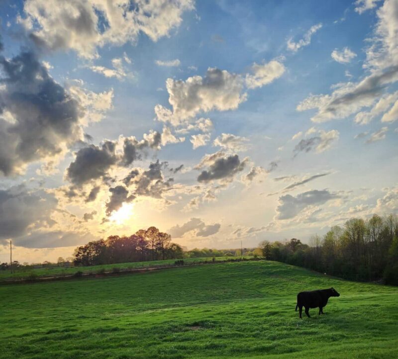 Farm Raised Beef and Handcrafted Tallow Skincare Products