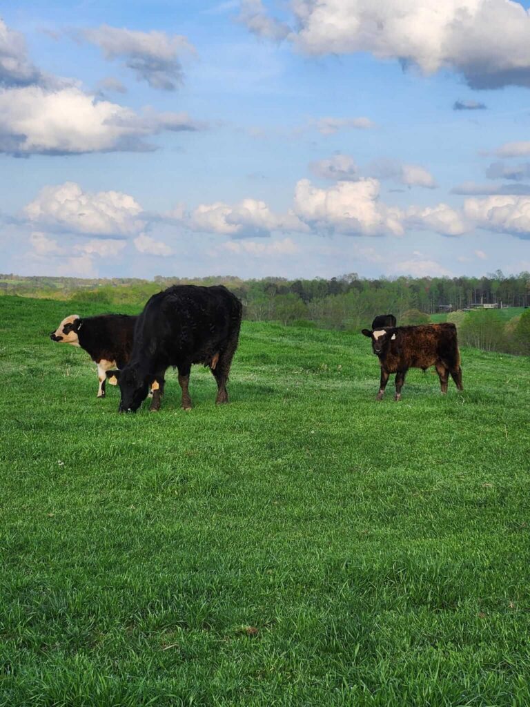 Why SimAngus Cattle Make the Best Steaks: A Rancher’s Perspective 12 Shop Tallow Skincare