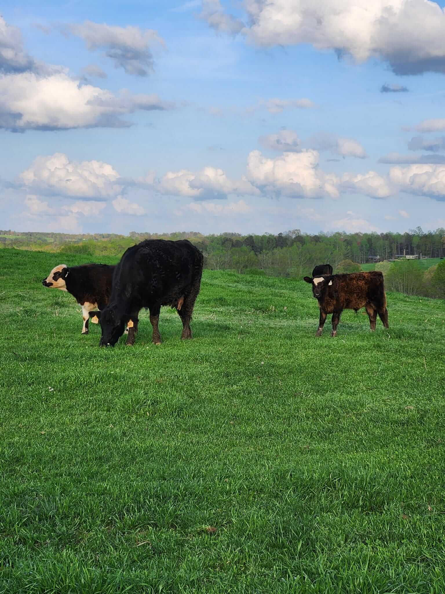 pasture cows